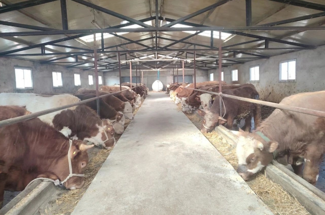 田野里药香与牧歌交织 华亭三产融合奏响富民曲