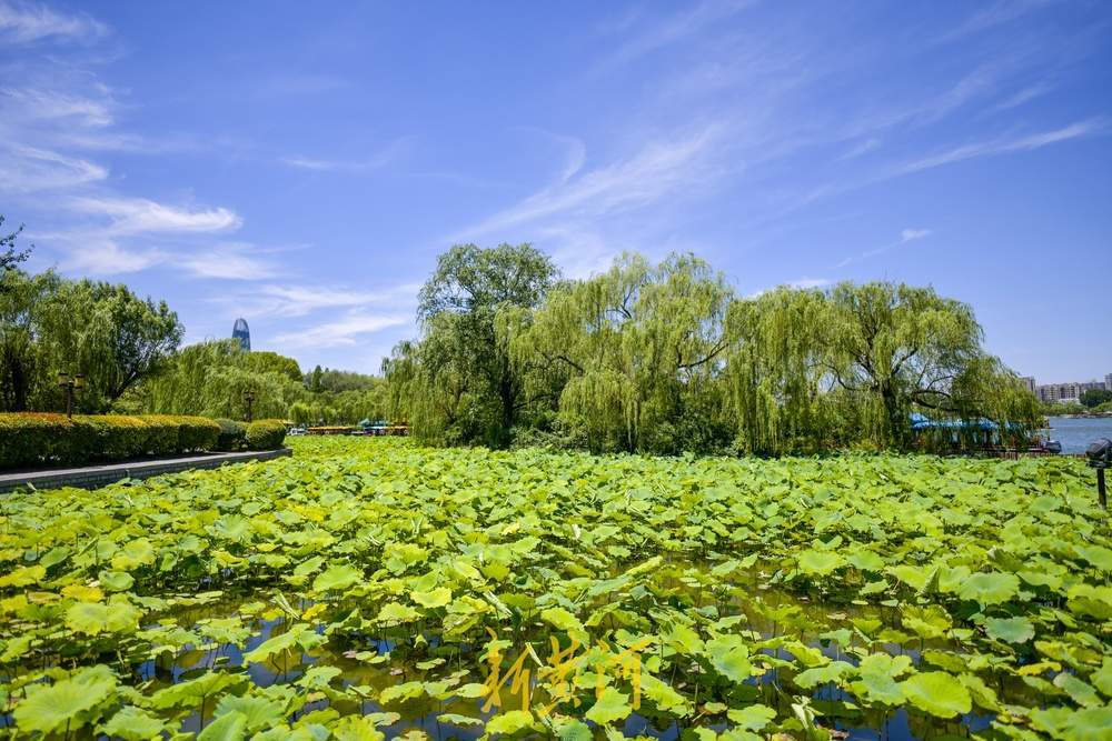 绿云遮暑、荷风送香，大明湖第一波荷花正含苞待放