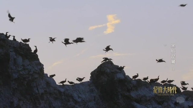 海鸬鹚，悬崖上的顶级舞者，巢被生硬地砌在岩缝里