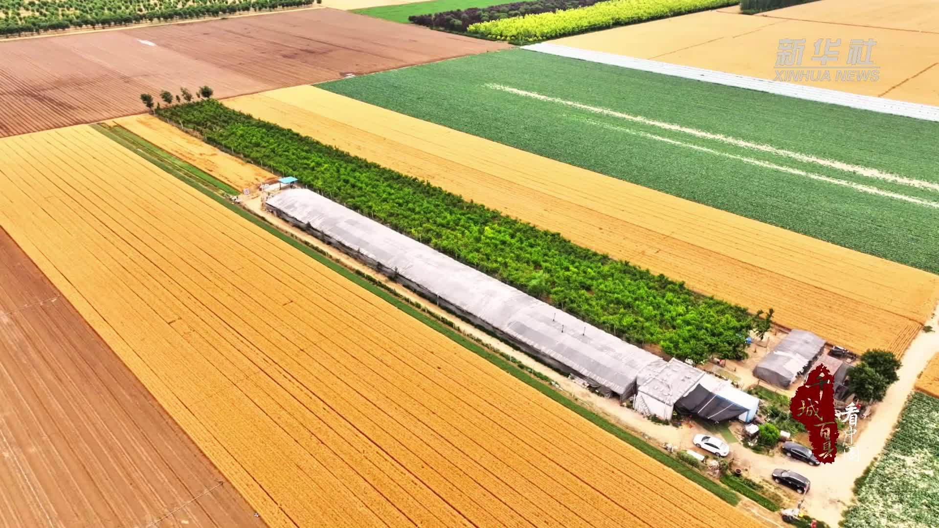 千城百县看中国｜山东广饶：纽扣小蟠桃成熟上市