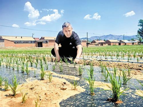 5月28日，徐立远正在稻田里查看旱稻长势。 本报记者 陈宝云摄