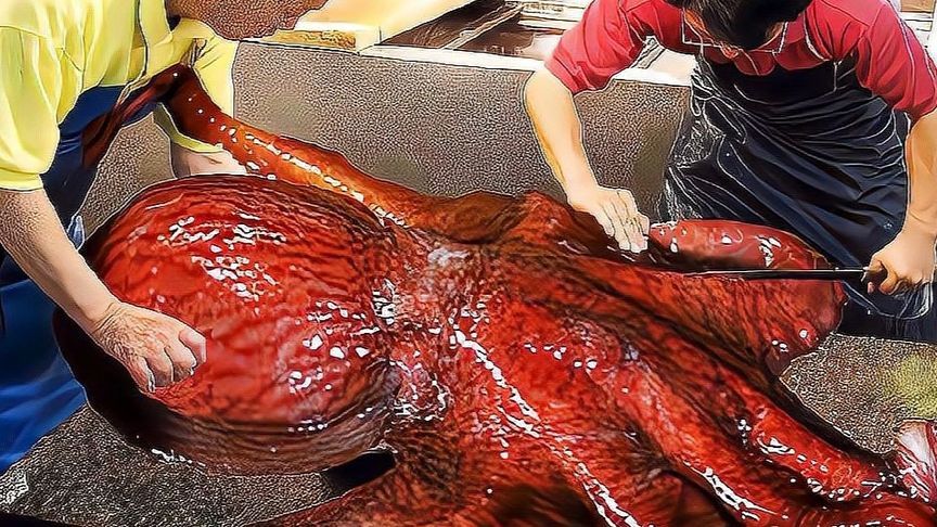 日本渔民捕捞巨型八爪鱼，怎么吃才是最美味的？