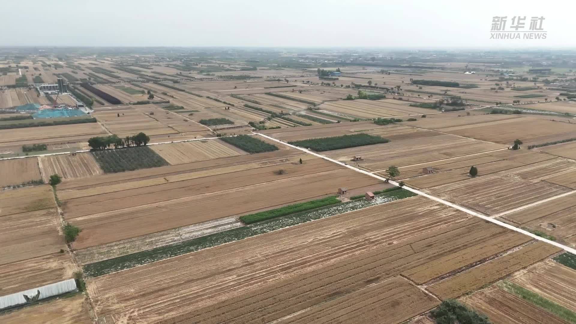 陕西兴平：金穗飘香迎丰收