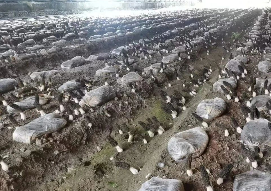 田野里药香与牧歌交织 华亭三产融合奏响富民曲