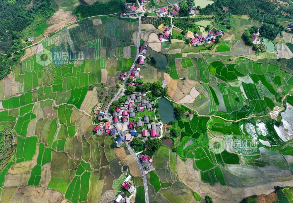 6月1日，江西省吉安市泰和县苏溪镇横塘村，早稻长势喜人，返青吐绿，田园如画。