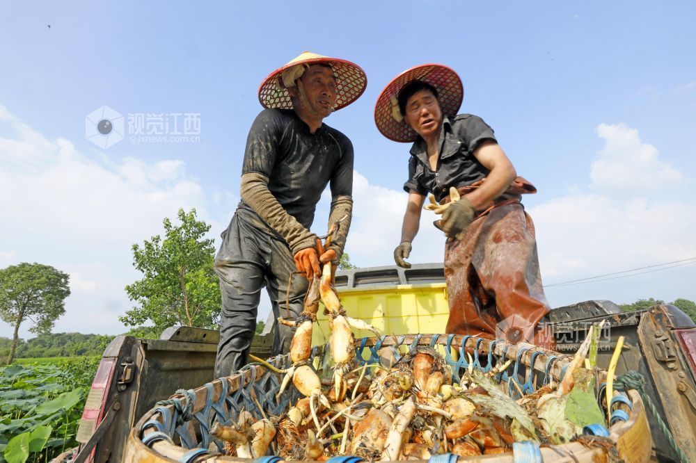 6月4日，江西省吉安市泰和县沿溪镇荷树村莲藕种植基地，农民正在采收莲藕。
