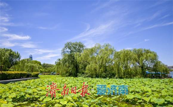 大明湖荷花含苞待放