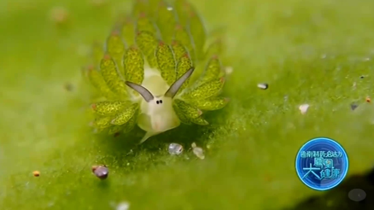 我们的细胞能装上叶绿体，随时通过光合作用充电吗？