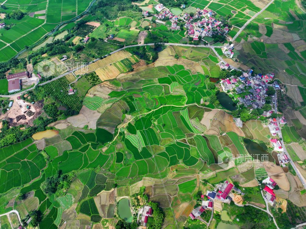 6月1日，江西省吉安市泰和县苏溪镇横塘村，早稻长势喜人，返青吐绿，田园如画。