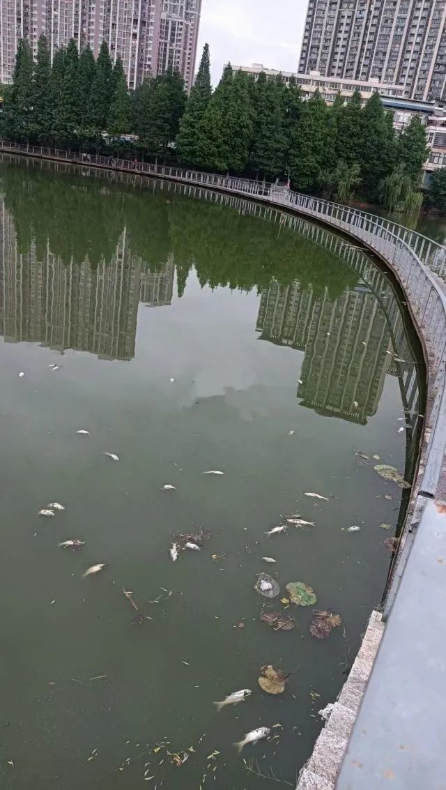 南昌新建区礼步湖公园湖面漂起成片死鱼 气味难闻还影响环境