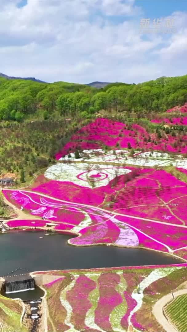 千城胜景｜吉林蛟河：芝樱绽放幽芳谷