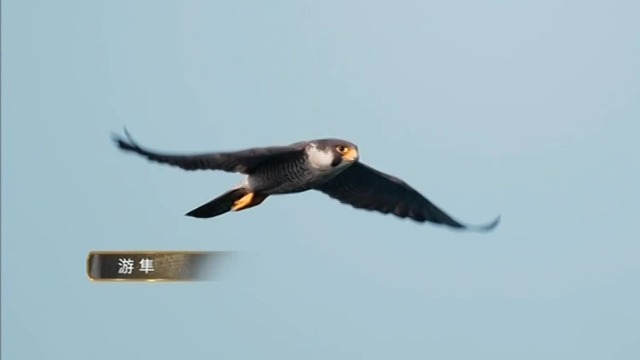 游隼出没，岛上所有“爱的进行时”都被中止，海鸥怒气冲冲击退肇事者