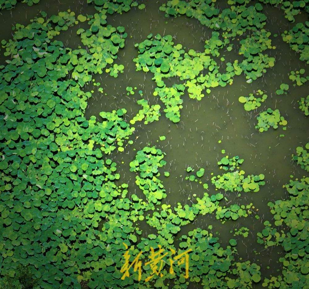 一年四季 泉在济南｜泉城迎高温天气 荷叶青翠欲滴送凉意