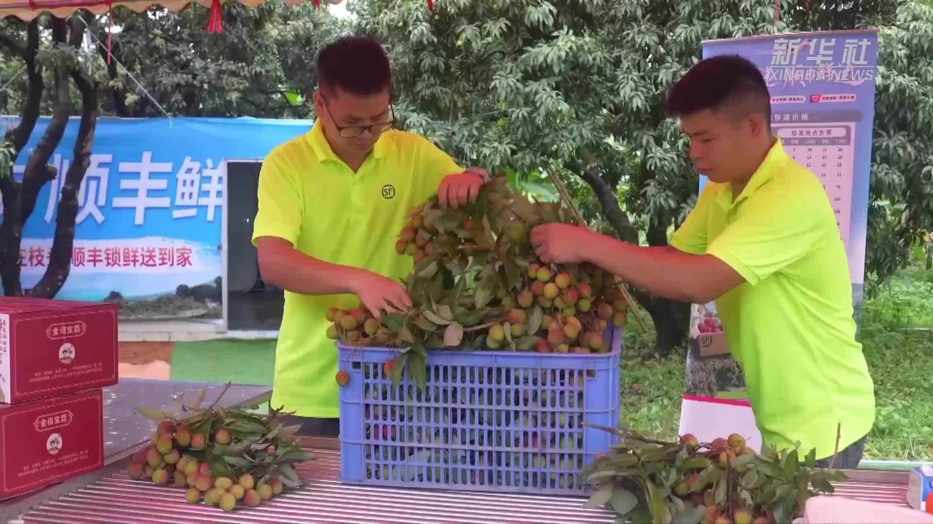 次日鲜达国外 荔枝开启“极速出海”模式