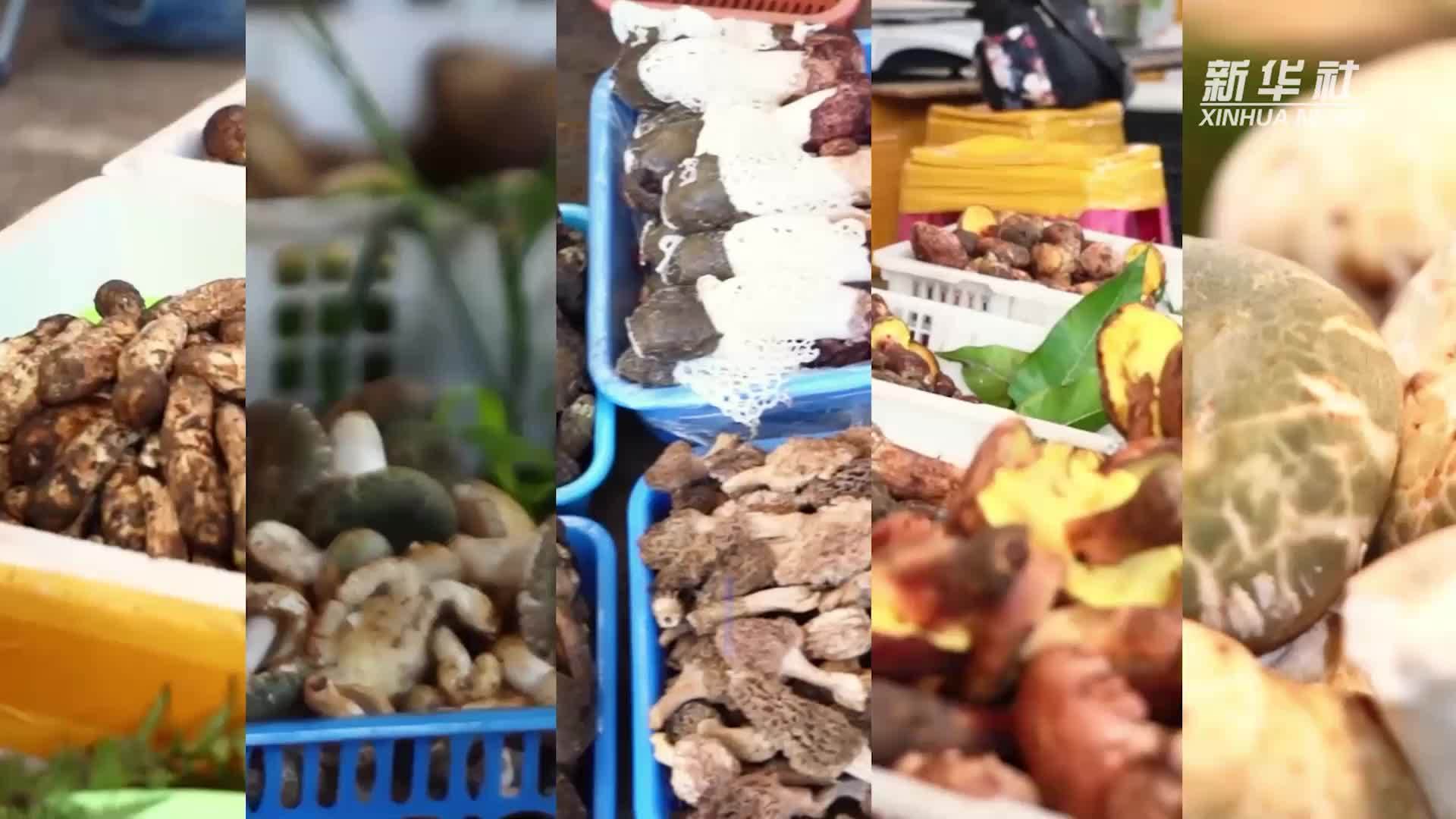 云南野生菌交易逐渐进入高峰期