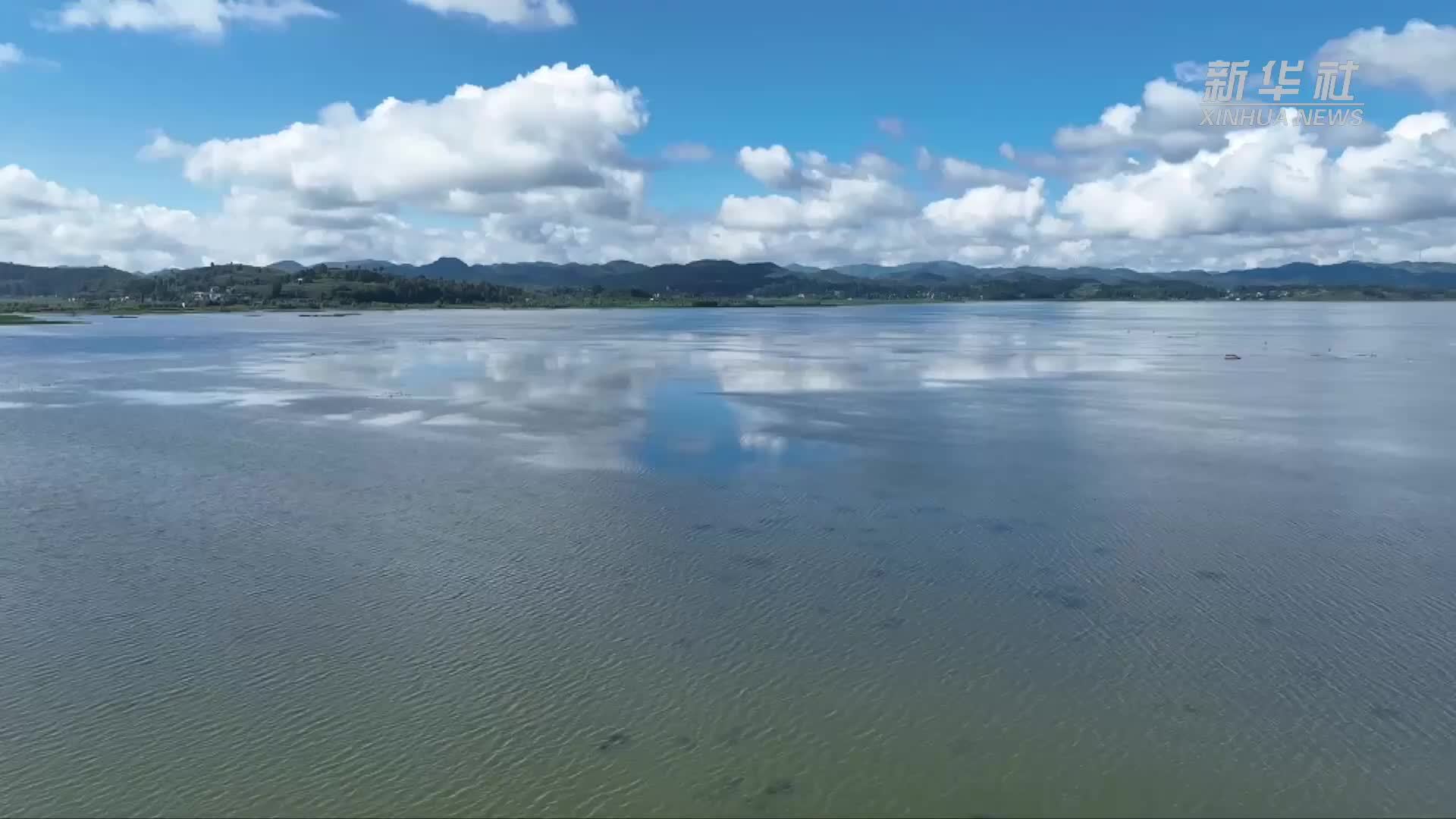 贵州草海迎来“留鸟”繁殖季