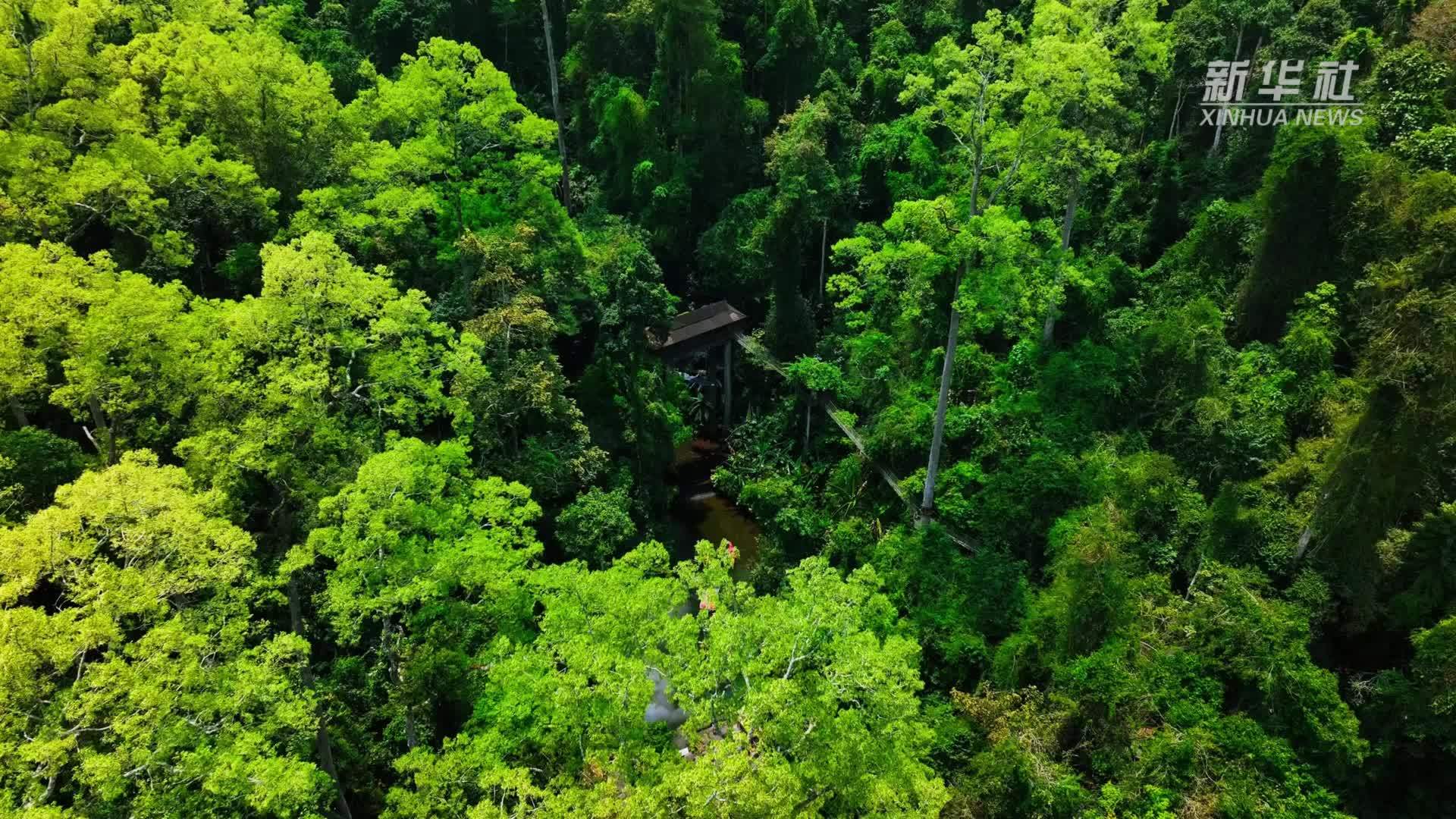 西双版纳望天树景区望天树再迎“开花大年”