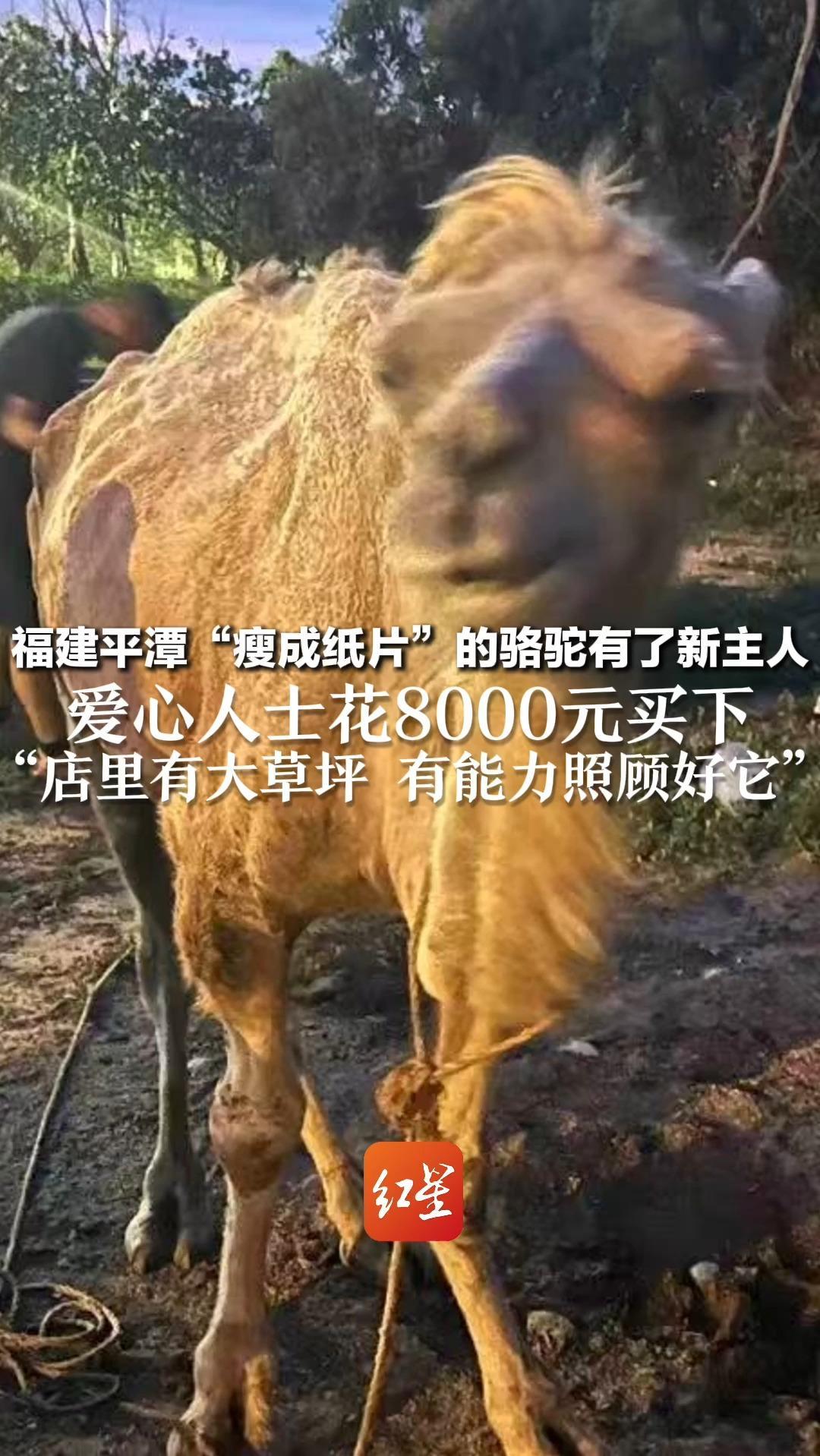 福建平潭“瘦成纸片”的骆驼有了新主人 爱心人士花8000元买下 “店里有大草坪 有能力照顾好它”