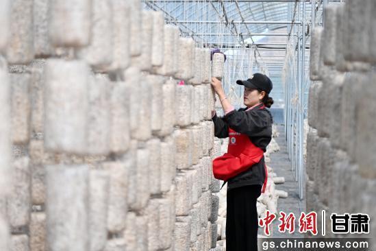 图为当地农户正在纳朵朵菌菇小农场里工作　九美旦增　摄