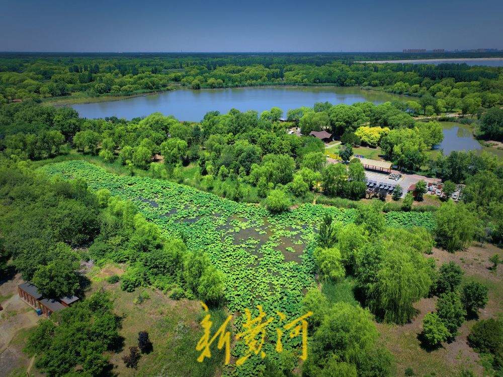 一年四季 泉在济南｜泉城迎高温天气 荷叶青翠欲滴送凉意