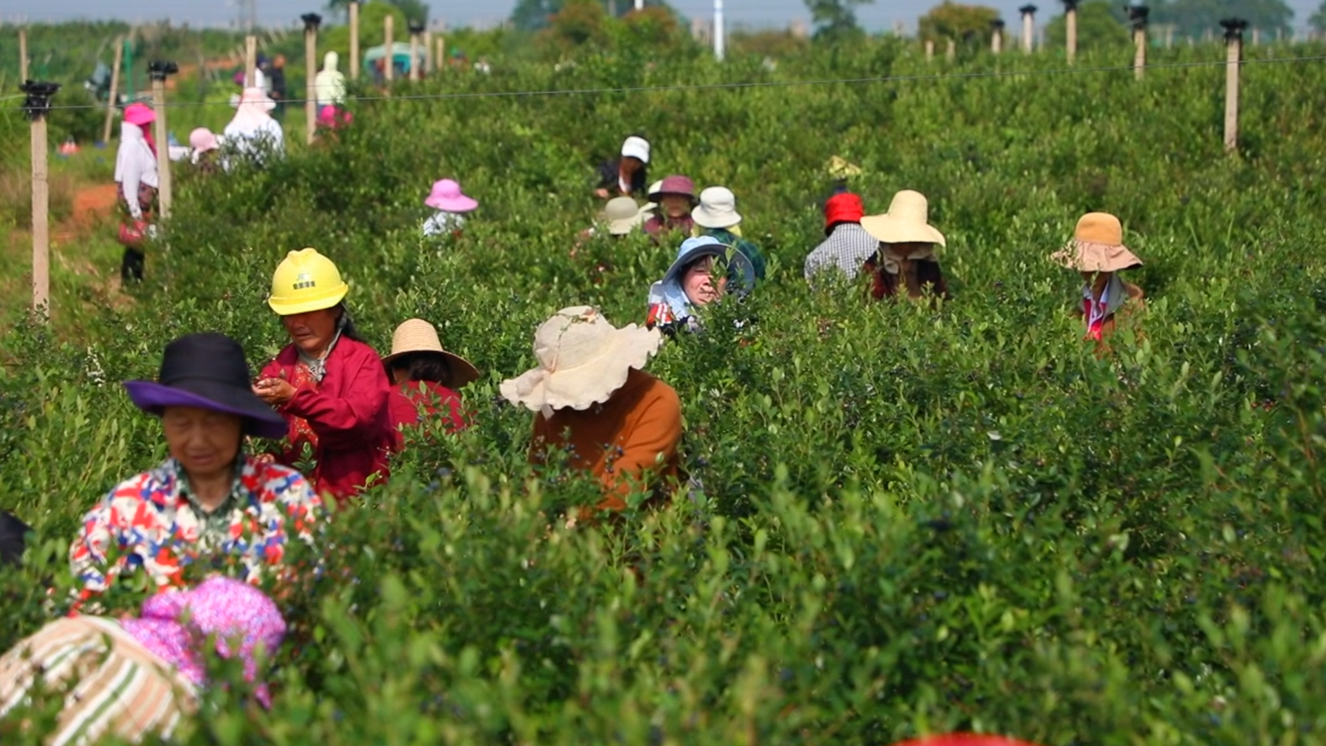 鳳見第201期：紅土地上的 “莓”好東鄉