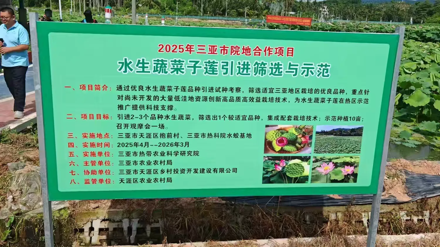 2025年三亚市院地项目“水生蔬菜子莲引进筛选与示范”现场观摩会在抱前村顺利召开