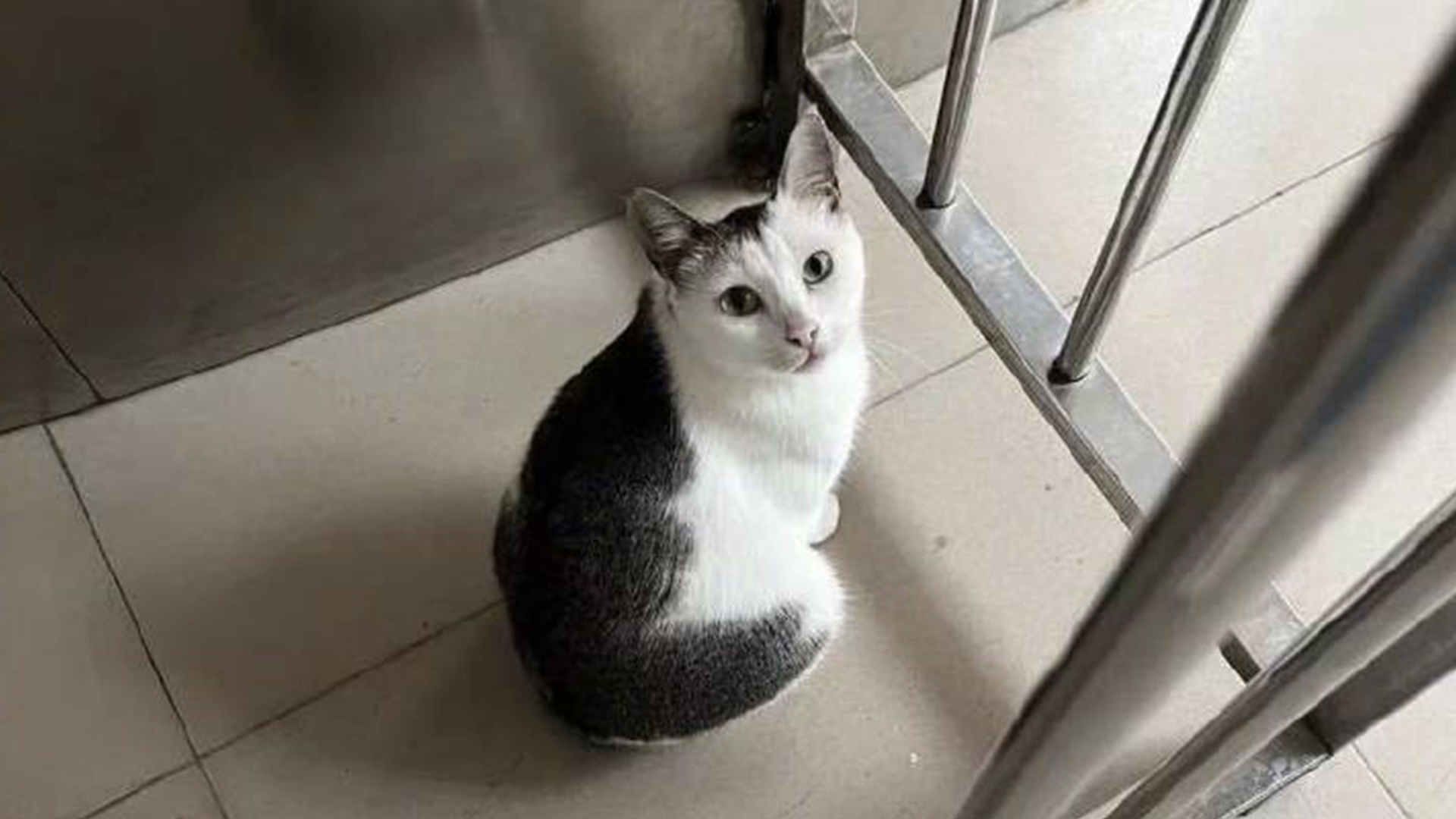 北理工珠海校区保安当众捕杀流浪猫？校方：它抓伤多人，涉事保安已停职调岗