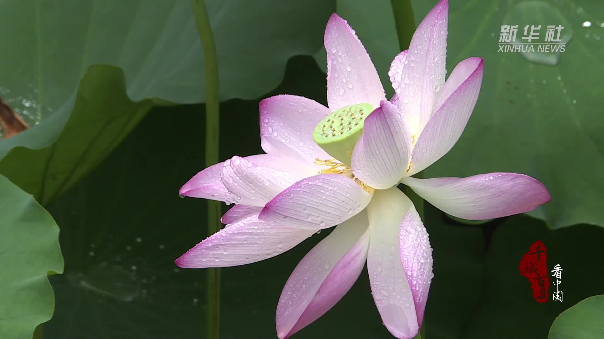 千城百县看中国｜广州白云：“荷塘仙境”来了