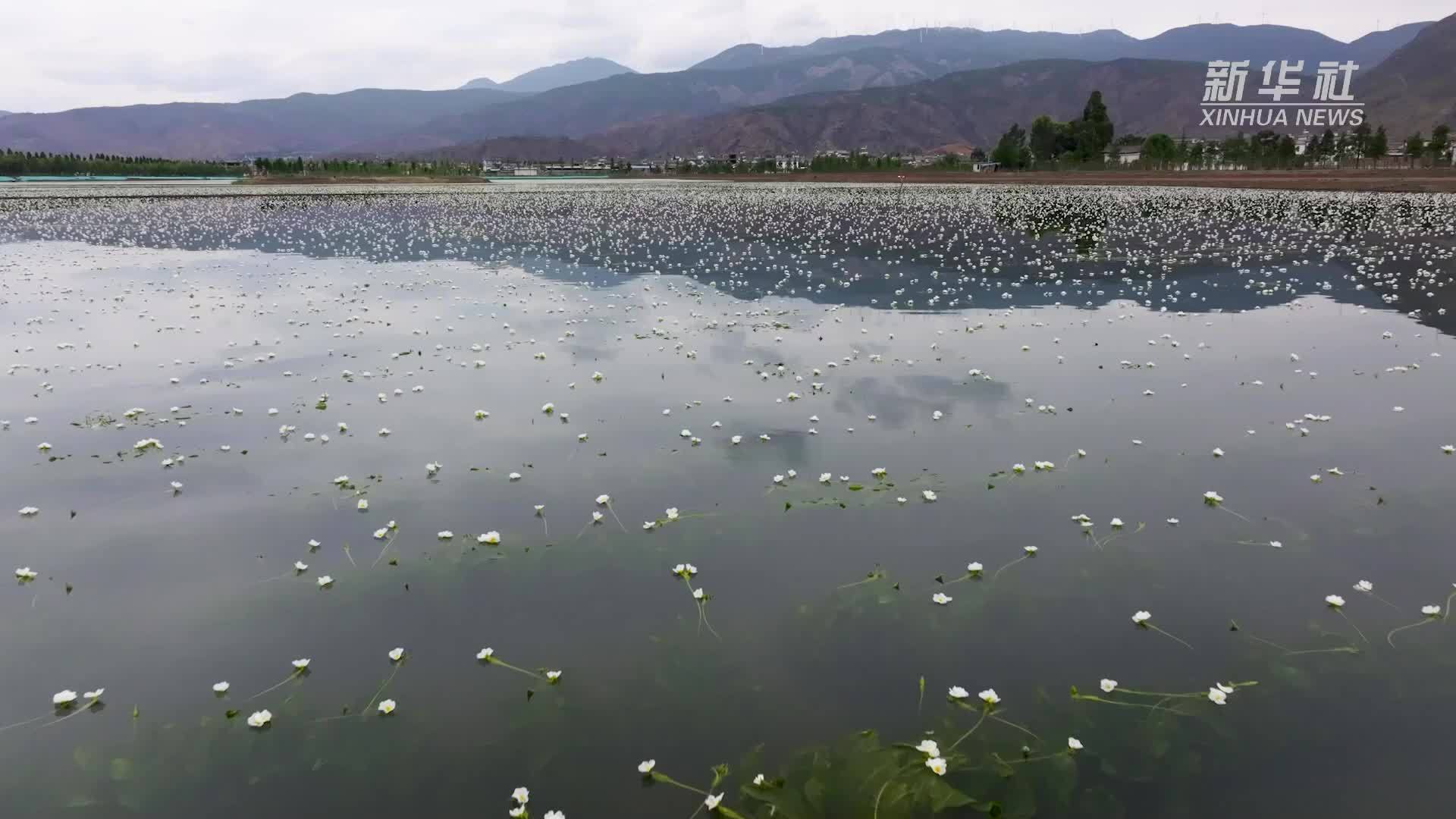 洱海“小白花”助力“以湿养湿”