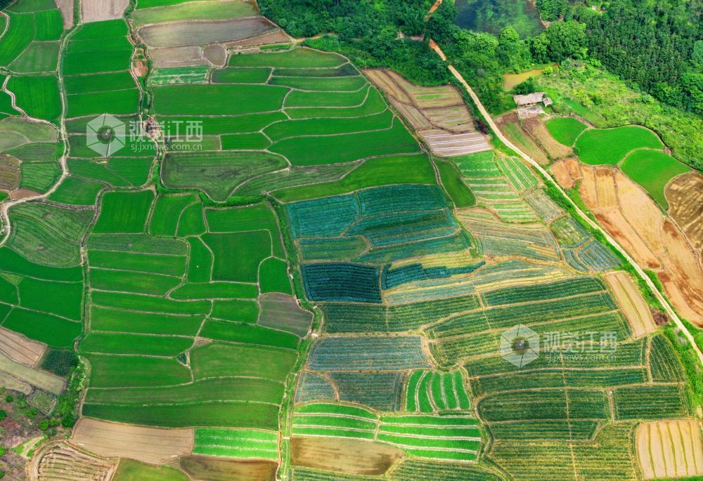 6月1日，江西省吉安市泰和县苏溪镇横塘村，早稻长势喜人，返青吐绿，田园如画。