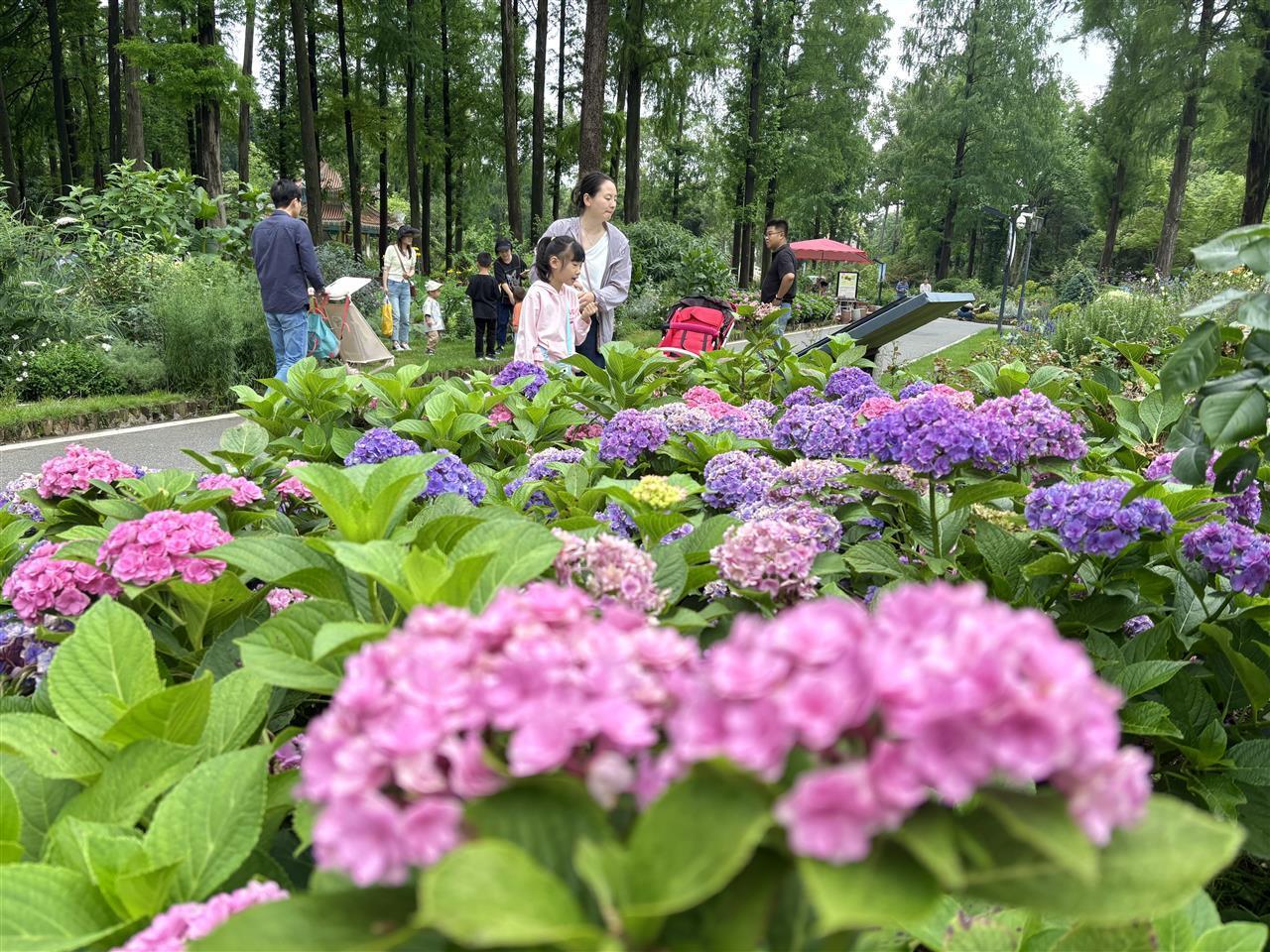 武汉植物园大朵大朵的绣球，明丽又可爱.jpg