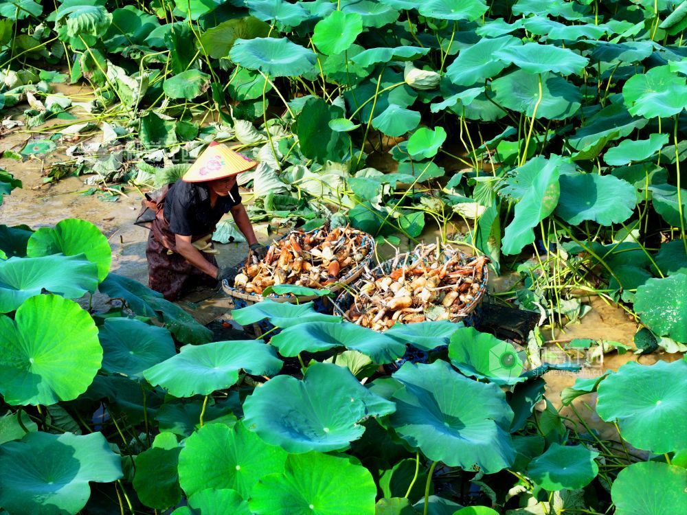 6月4日，江西省吉安市泰和县沿溪镇荷树村莲藕种植基地，农民正在采收莲藕。