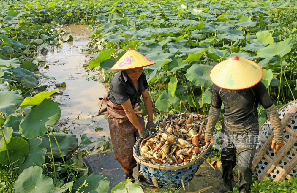 6月4日，江西省吉安市泰和县沿溪镇荷树村莲藕种植基地，农民正在采收莲藕。