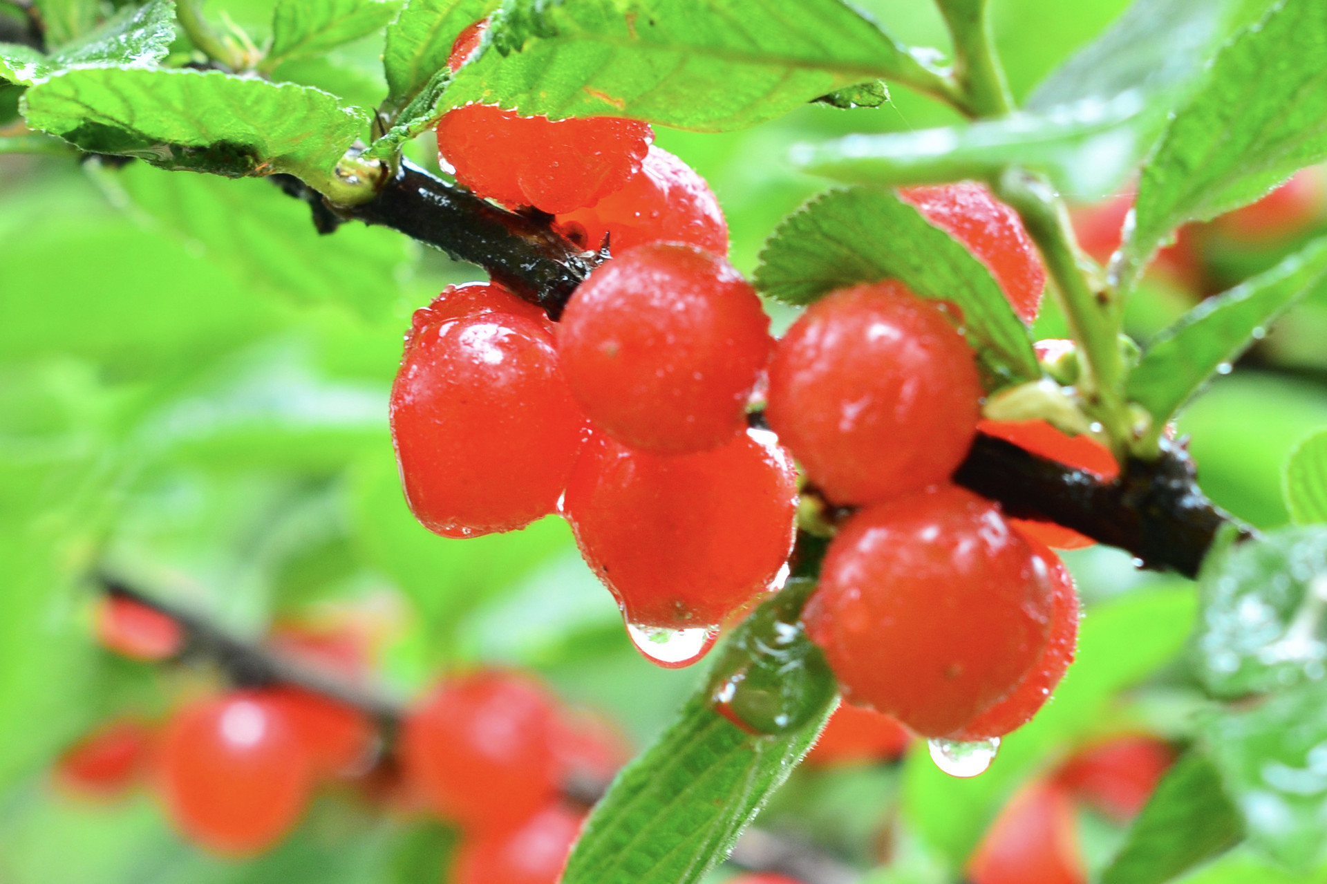 产业升级让村民走上致富路 平度云山大樱桃节盛况空前