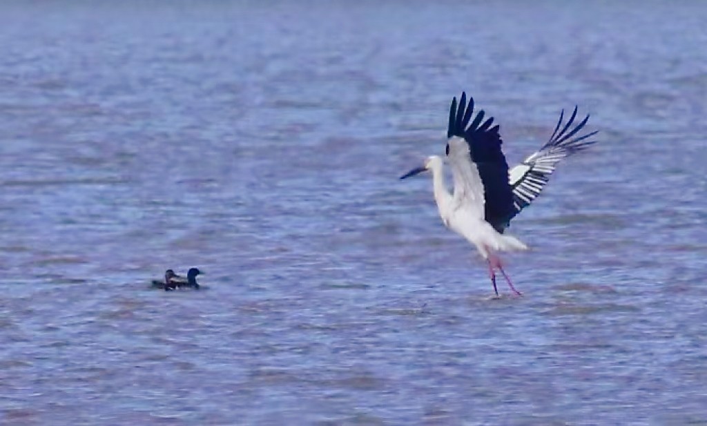湿地公园候鸟繁殖
