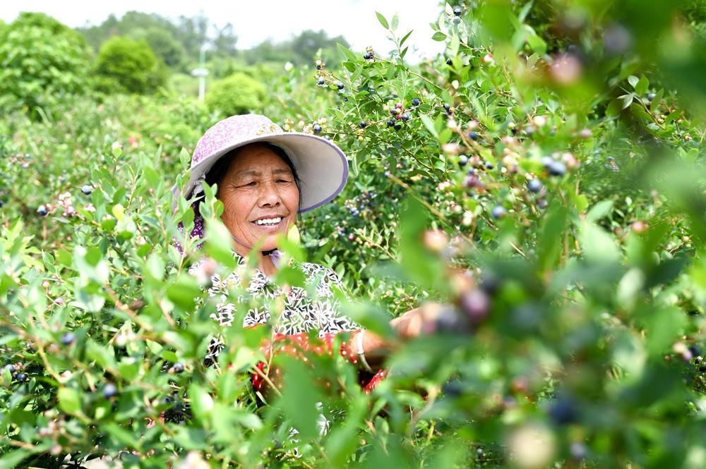 靖安县：蓝莓飘香 采摘真忙（图）