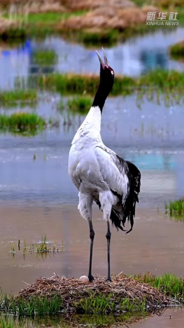 高原萌宝驾到！黑颈鹤破壳记