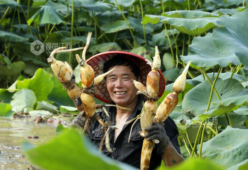 6月4日，江西省吉安市泰和县沿溪镇荷树村莲藕种植基地，农民正在采收莲藕。