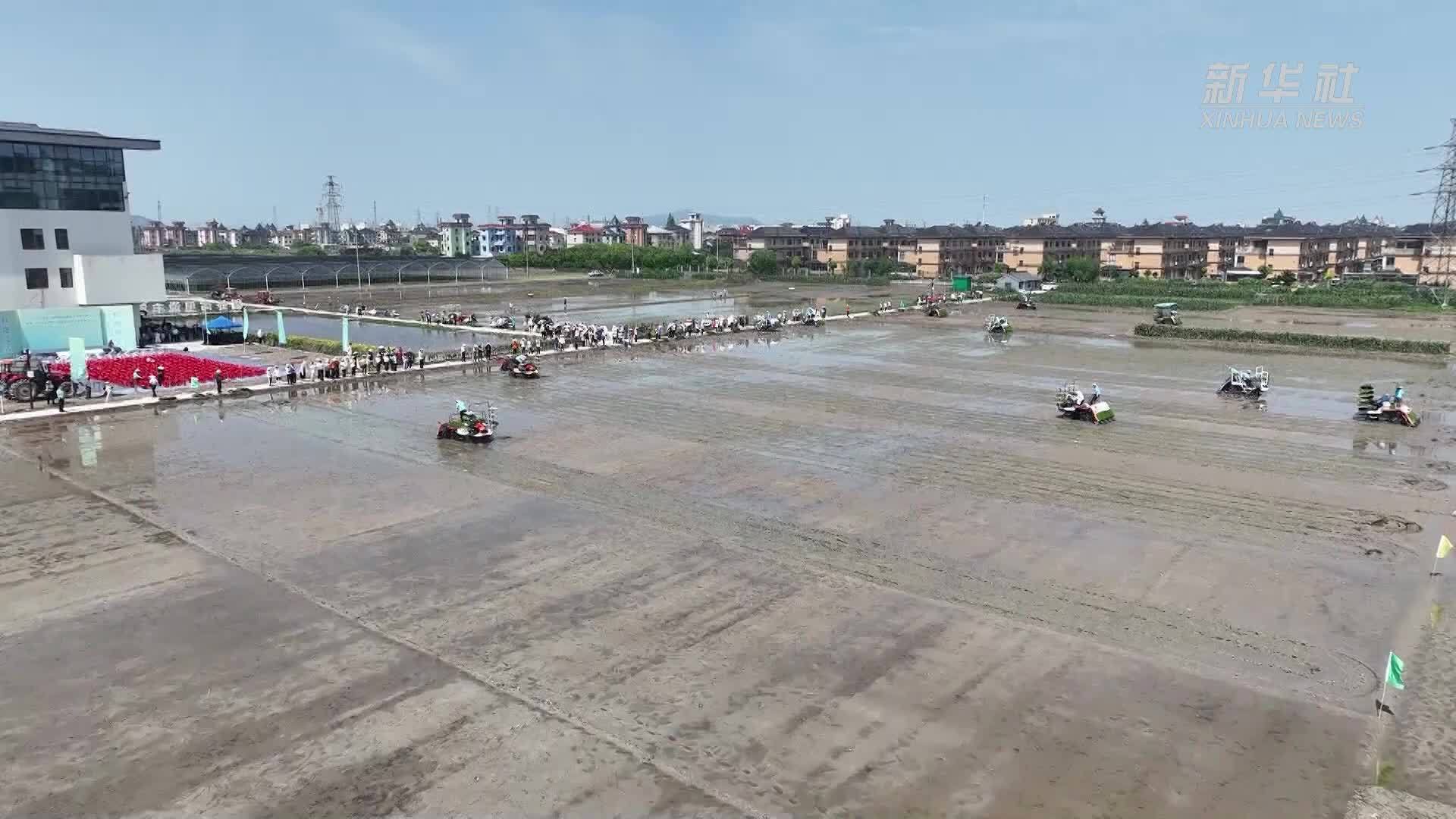 初夏时节农事忙 浙江省机器插秧比赛火热开赛