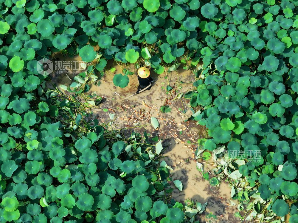 6月4日，江西省吉安市泰和县沿溪镇荷树村莲藕种植基地，农民正在采收莲藕。