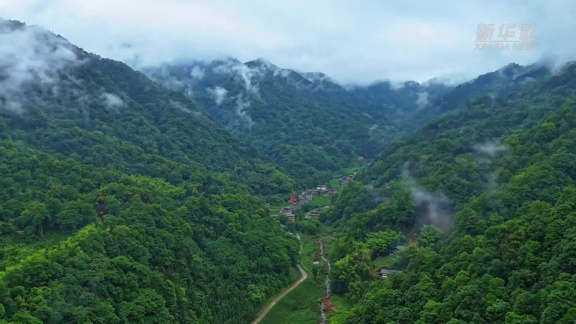 世界环境日｜云南盐津：万株桫椤见证生命传奇