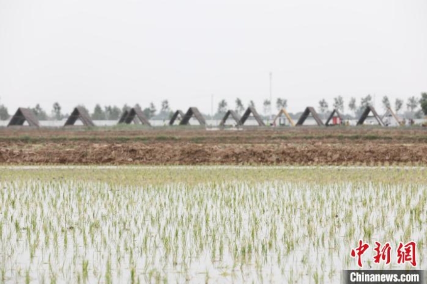 稻田寻宝、牧场奇遇、插秧比赛……端午节当天，在河北省沧县兴济镇南堤村盐碱稻田乐园里，200多个家庭参与“盐碱稻田寻宝季”活动，感受别样端午。图为河北省沧县兴济镇南堤村的盐碱稻田乐园。 田博 摄