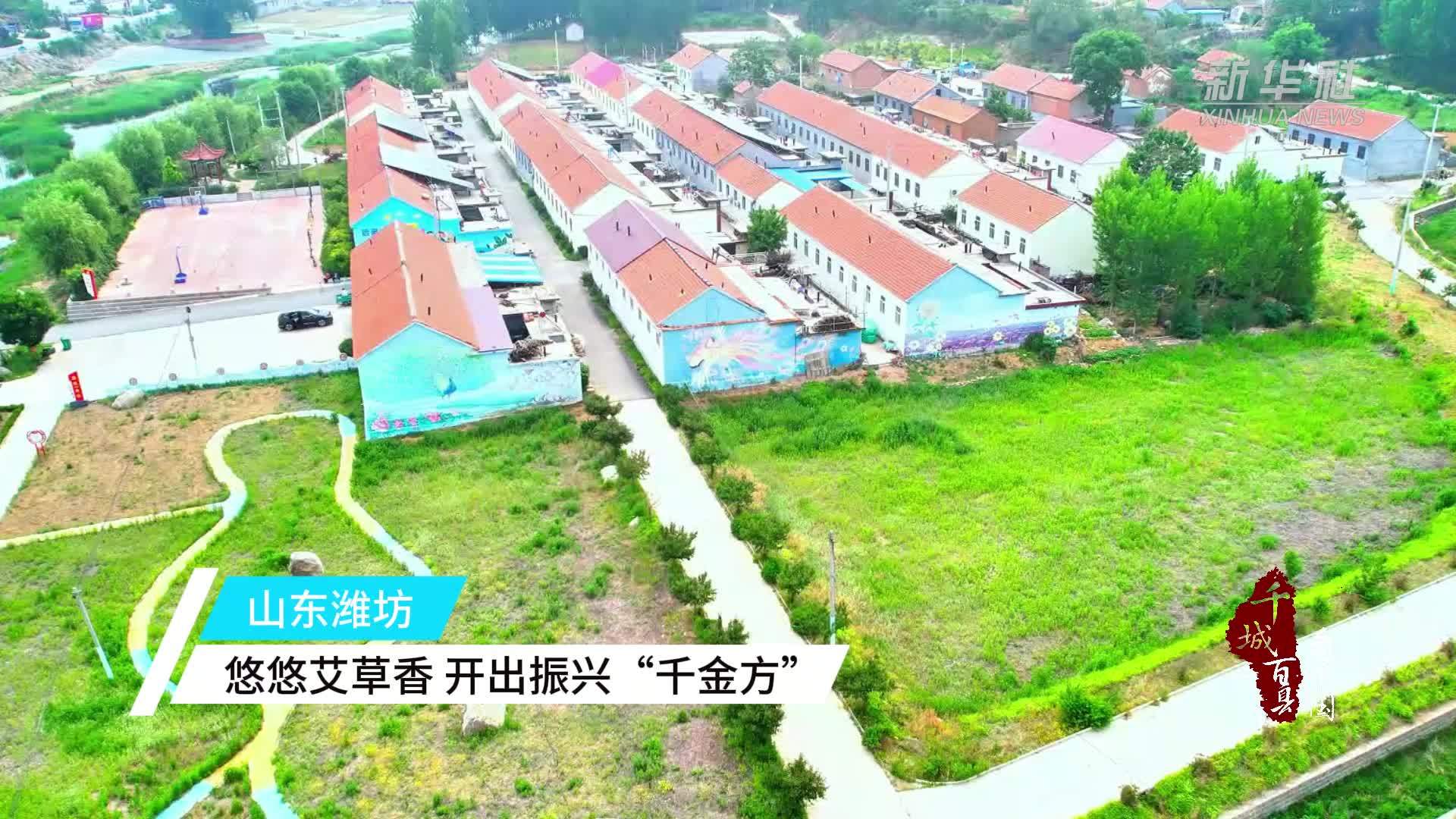 千城百县看中国｜山东潍坊：悠悠艾草香 开出振兴“千金方”