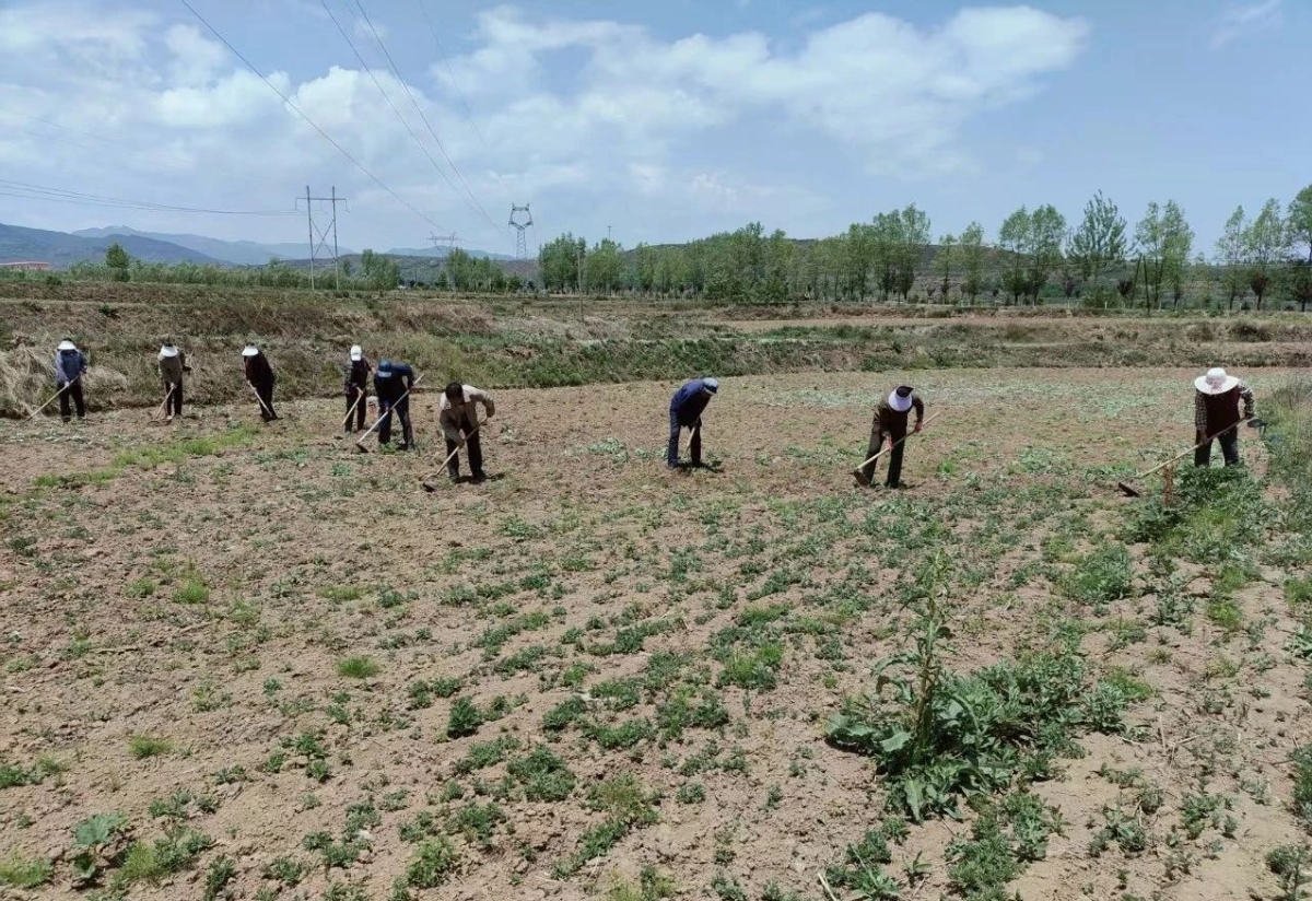 田野里药香与牧歌交织 华亭三产融合奏响富民曲