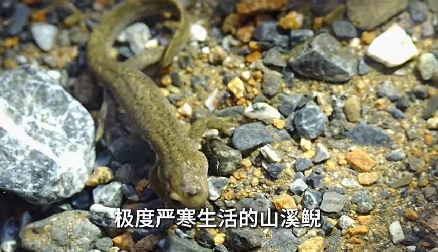 抖音知识再进化:极致内容,从稀缺场景中来