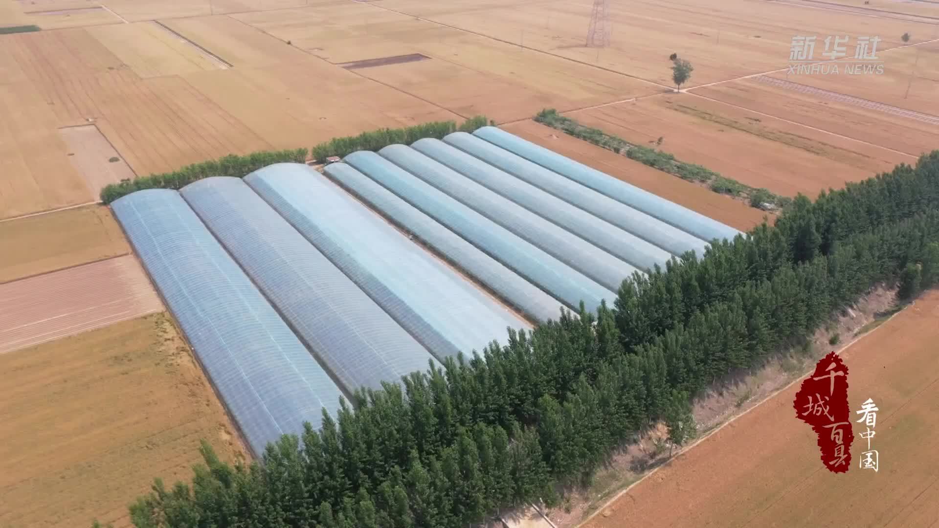 千城百县看中国｜山东定陶：早茬葡萄迎丰收