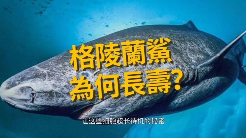 从明朝万历年间存活至今？格陵兰鲨为何长寿？
