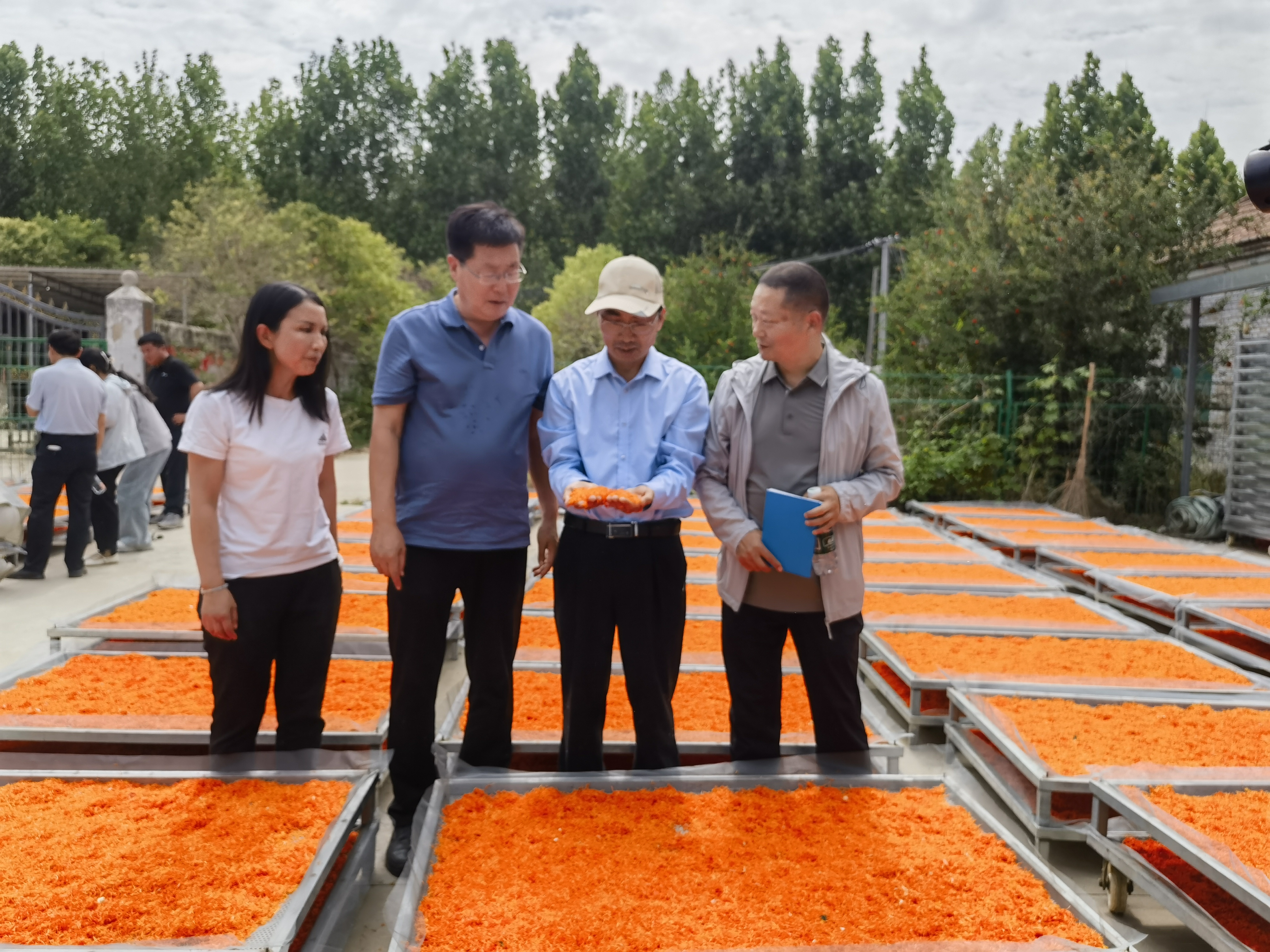 河南省“优势特色农业产业”优质中药材专项红花基地高产示范现场观摩与测产会在睢阳区成功举办