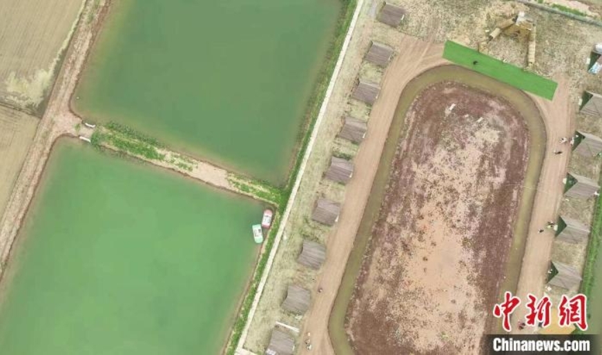 稻田寻宝、牧场奇遇、插秧比赛……端午节当天，在河北省沧县兴济镇南堤村盐碱稻田乐园里，200多个家庭参与“盐碱稻田寻宝季”活动，感受别样端午。图为河北省沧县兴济镇南堤村的盐碱稻田乐园。 田博 摄