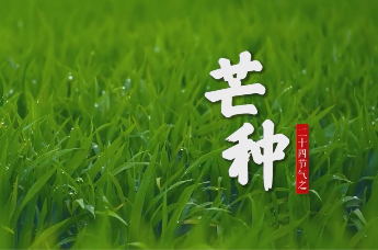 聊聊芒种那些事儿